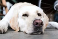 Is leaving pets in the garage safe?